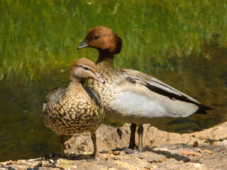 Australian Maned Duck (Chenonetta jubata) in Australia