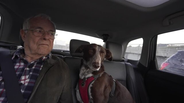 horizontal video of a passenger in the back seat with a dog, an elderly person in his eighties, both watching the traffic and driving through the window.