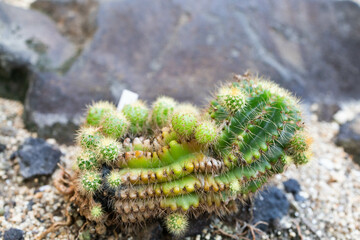 子株をたくさん吹いているサボテン