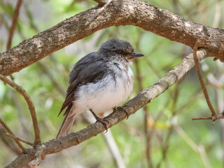 Fototapeta premium White-breasted Robin (Eopsaltria georgiana) in Australia