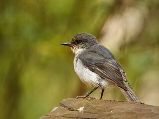 Obraz premium White-breasted Robin (Eopsaltria georgiana) in Australia