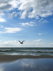 A seagull flies against the backdrop of the sea and blue sky.