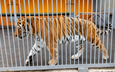 A tiger is walking through a cage with a fence