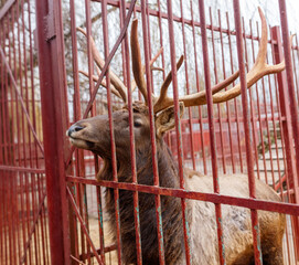 A deer is standing in a red cage with its head turned to the side