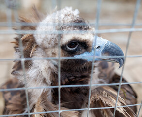 A bird with a bald head is sitting in a cage