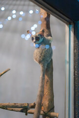 Obraz premium 動物園のショウガラゴ