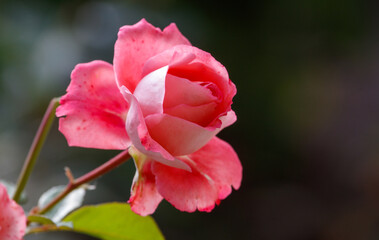 A single pink rose is the main focus of the image