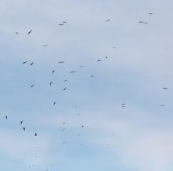 A flock of birds flying in the sky