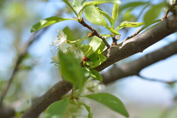Close-up of a bee pollinating a blossoming tree branch on a sunny spring day in a natural garden setting