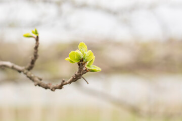 Fresh green leaves emerging from a branch during early spring in a serene outdoor setting