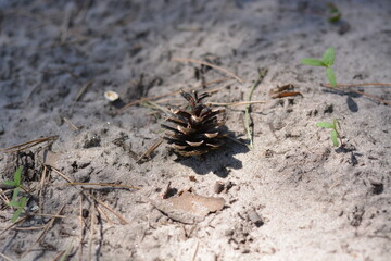 Pinecone resting on sandy ground surrounded by small greenery in a natural setting during daylight hours