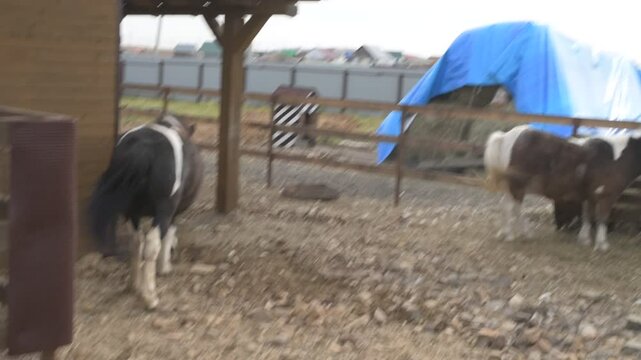 Little pony on an animal farm, horses in a stall at the zoo