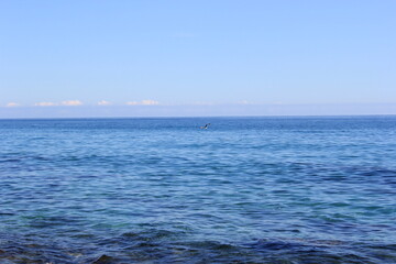 Obraz premium bird flying over the sea on a sunny day