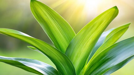 Fototapeta premium a close up of a green plant with the sun shining through it, set against a blurred background The leaves of the plant are a vibrant green color, and the background