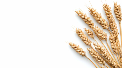 Wheat stalks grouped right. Simple product backdrop, clean design, healthy food ad