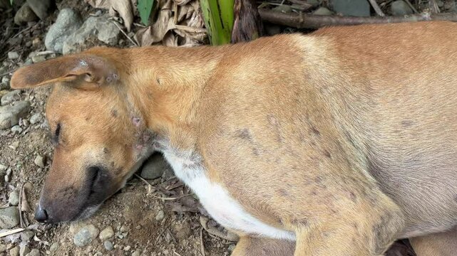 Video recording of Sleeping dog, Telomian dog