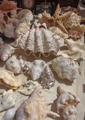 Large shells and conch shells sold at Dubai market (old souk)