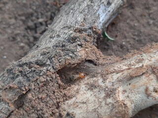 Termite emerging from a hole in a tree branch. This wood has been eaten by termites. The insect's pale body contrasts with the dark, earthy colors of the branch and soil.

