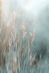 Fototapeta premium Gentle mist floats above a serene meadow during cool morning hours. The soft-focus grasses create a calming ambiance, enhanced by warm, cinematic lighting, inviting peace and relaxation