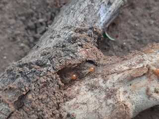 Termite emerging from a hole in a tree branch. This wood has been eaten by termites. The insect's pale body contrasts with the dark, earthy colors of the branch and soil.
