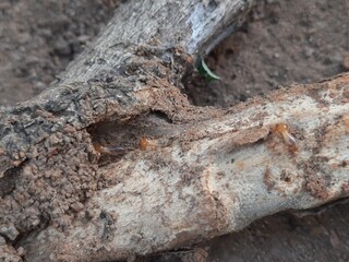 Termite emerging from a hole in a tree branch. This wood has been eaten by termites. The insect's pale body contrasts with the dark, earthy colors of the branch and soil.
