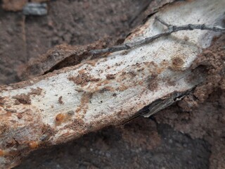 Termite emerging from a hole in a tree branch. This wood has been eaten by termites. The insect's pale body contrasts with the dark, earthy colors of the branch and soil.
