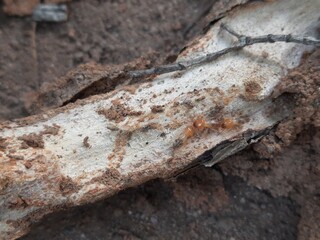 Termite emerging from a hole in a tree branch. This wood has been eaten by termites. The insect's pale body contrasts with the dark, earthy colors of the branch and soil.
