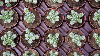 Photos of various flowers, plants and leaves for the background.