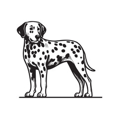 Hand-Drawn Barking Dalmatian Dog Illustration – Vector Silhouette in Standing Front Pose on Transparent Background, looking front standing position