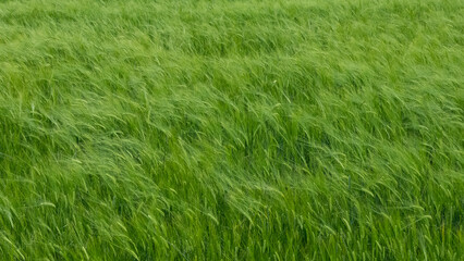 rural areas and barley field