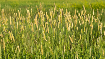 rural areas and barley field