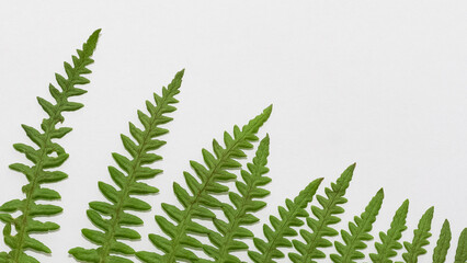 Photos of various flowers, plants and leaves for the background.