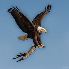 Naklejka premium White tailed Eagle A majestic eagle soaring through the sky with a determined look. American balled eagle flies from left to right over blue sky