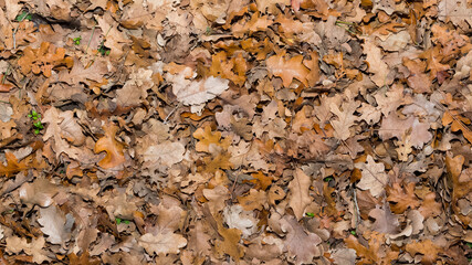 Photos of various flowers, plants and leaves for the background.