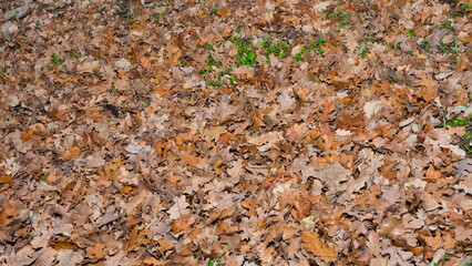 Photos of various flowers, plants and leaves for the background.