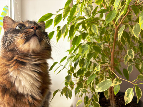 Gray tabby cat sits next to beautiful ficus, looks up and sniffs leaves. Cat and indoor green plants concept.