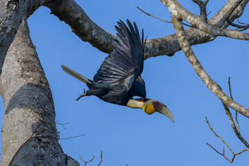 The male Wreathed Hornbill, Rhyticeros undulatus is flying in the sky above Khao Yai National Park in Thailand.