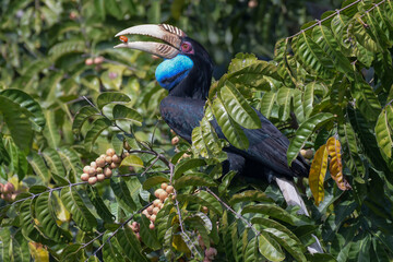 The female Wreathed Hornbill, Rhyticeros undulatus is eating fruite in nature at Khao Yai National Park in Thailand.