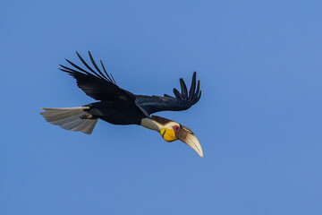 The male Wreathed Hornbill, Rhyticeros undulatus is flying in the sky above Khao Yai National Park in Thailand.