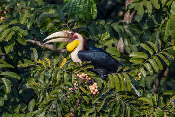 The male Wreathed Hornbill, Rhyticeros undulatus is resting on branch in nature at Khao Yai National Park in Thailand.