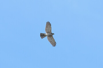 The hawk is flying in the sky, searching for prey as food.