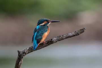 The kingfisher is perched on a branch, watching for fish to catch for food.
