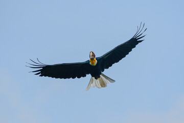 The male Wreathed Hornbill, Rhyticeros undulatus is flying in the sky above Khao Yai National Park in Thailand.
