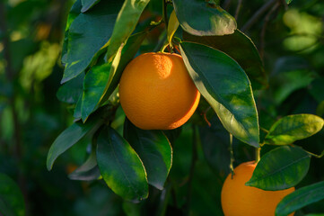 Bright oranges hang from a lush green tree in the warm afternoon sunlight of a thriving orchard