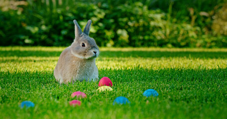 A gray rabbit sits on a lush green lawn surrounded by colorful Easter eggs. The bright sunlight...
