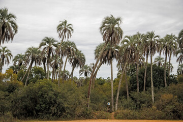palm trees on the beach