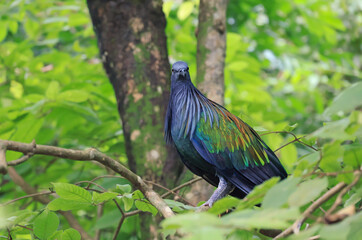 Nicobar Pigeon, a tropical bird which has stunning iridescent plumage with shades of green, blue...