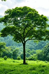Fototapeta premium Single tree stands on a lush, green hillside with a background of forested hills