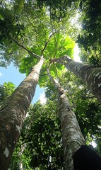 Fototapeta premium Low angle view of tall rainforest trees canopy with sunlight