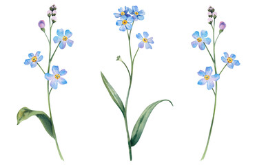 A blue forget-me-not set on an isolated background. Hand-painted botanical illustrations of wildflowers. Postcard design, fabric prints, cosmetics packaging design, pharmacy herbs.